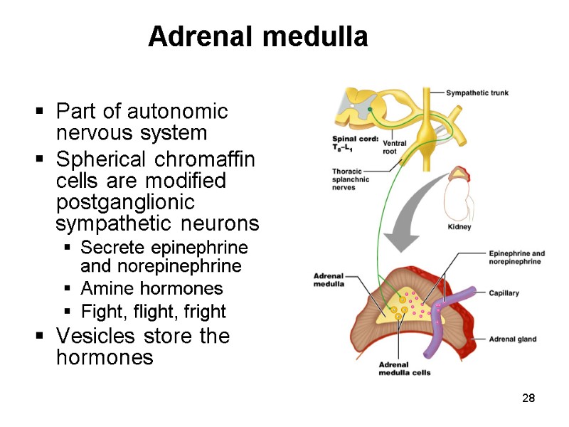 28 Adrenal medulla Part of autonomic nervous system Spherical chromaffin cells are modified postganglionic